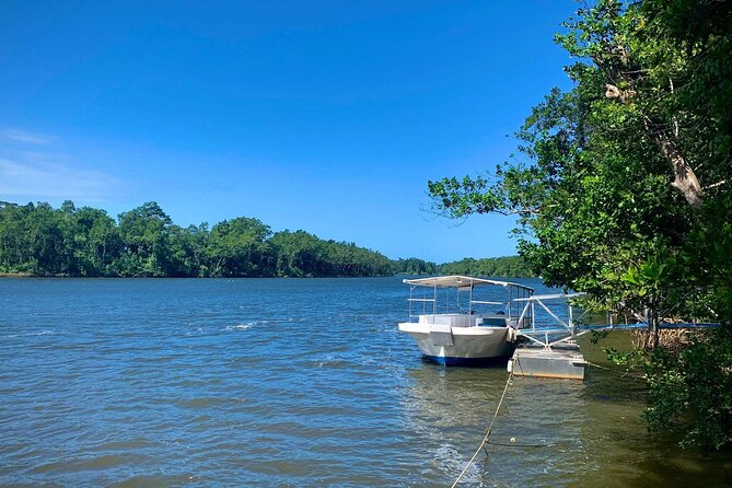 Ultimate Daintree Rainforest Wildlife Experience Cruise - A River-Reading Guide: Crocs, Tree Snakes, Birds, and More