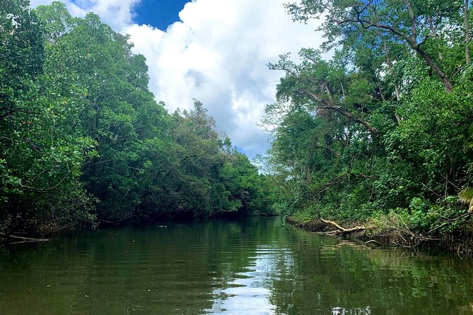 Ultimate Daintree Rainforest Wildlife Experience Cruise - Value for Money in the Port Douglas Area