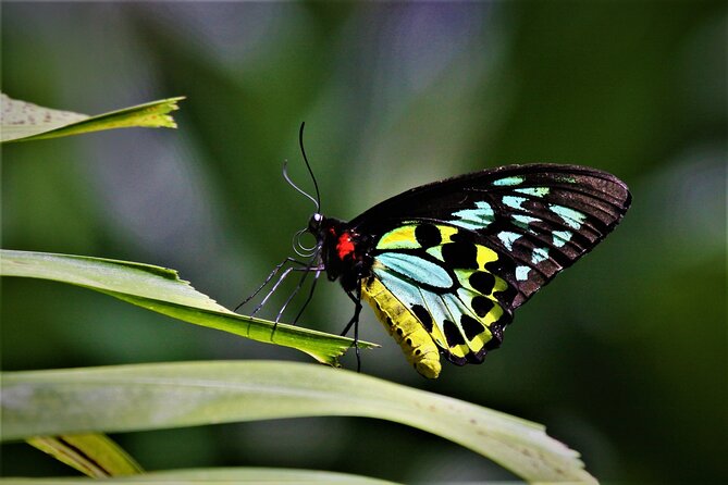 Ultimate Daintree Rainforest Wildlife Experience Cruise - Wildlife Not Guaranteed, But the Experience Can Still Land