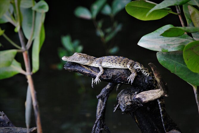 Ultimate Daintree Rainforest Wildlife Experience Cruise - Weather, Tides, and When the Daintree Changes Plans