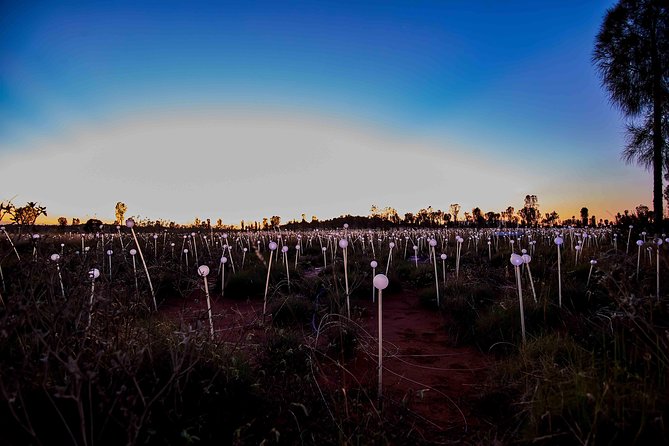 Uluru (Ayers Rock) Field of Light Sunrise Tour - Weather can make or break the feel