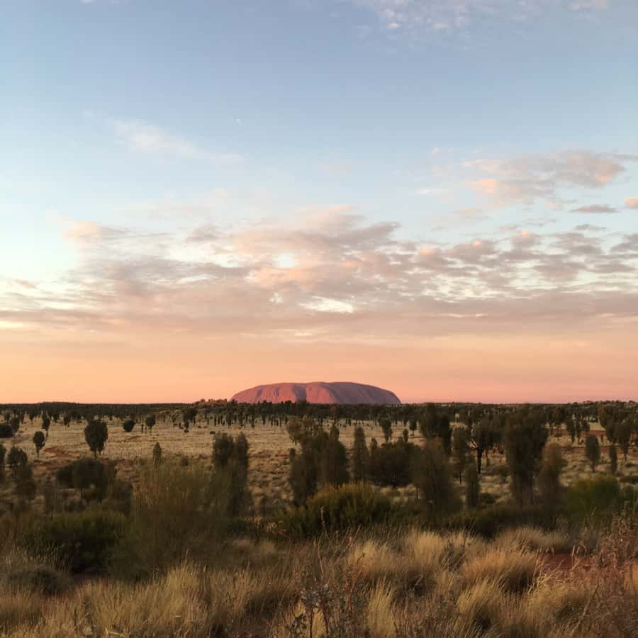 Uluru: Field of Light Sunrise Tour with Hot Drinks - On a private dune: what the guide adds before the sunrise