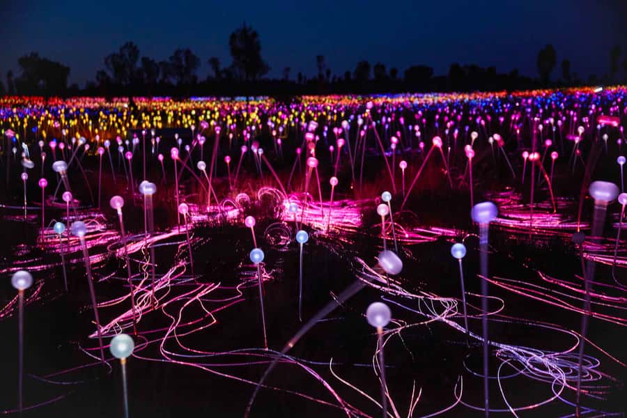 Uluru: Field of Light Sunrise Tour with Hot Drinks - Price and value: is $91 for 2 hours worth it?