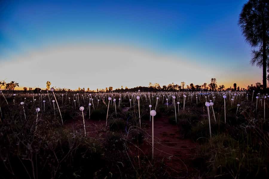 Uluru: Field of Light Sunrise Tour with Hot Drinks - Who should book this, and who should skip it