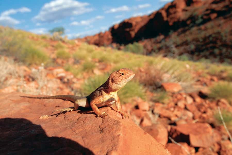 Uluru, Kata Tjuta & Kings Canyon Camping Tour - Day 2 night: camping in an Aussie swag, with the practical stuff handled