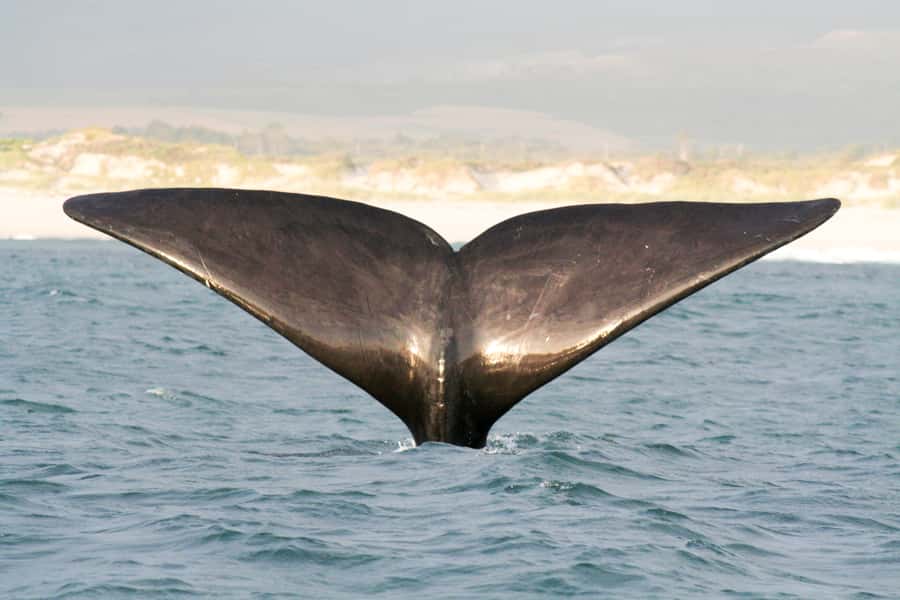 Victor Harbor: Southern Ocean Adventure Cruise with Guide - Key highlights worth knowing