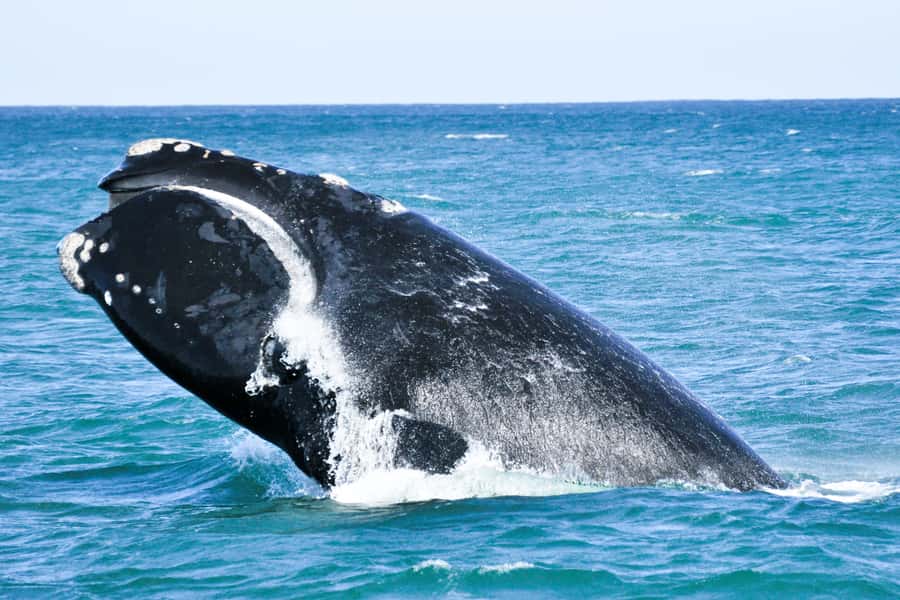 Victor Harbor: Southern Ocean Adventure Cruise with Guide - Wright Island, The Bluff, and the stories behind Shark Alley