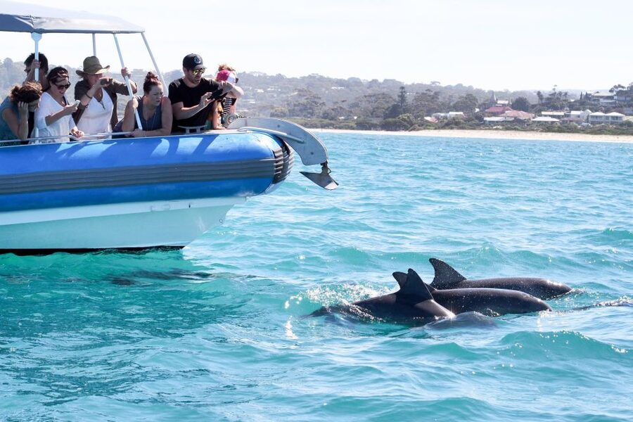Victor Harbor: Southern Ocean Adventure Cruise with Guide - Whale season in Encounter Bay, and what the fine print really means