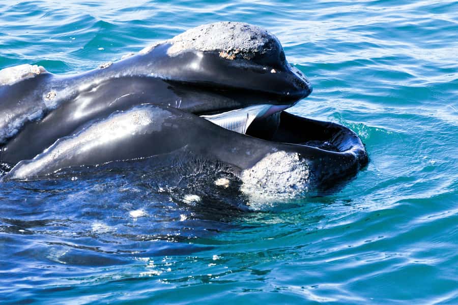 Victor Harbor: Southern Ocean Adventure Cruise with Guide - Chilly air, choppy water, and who this trip suits