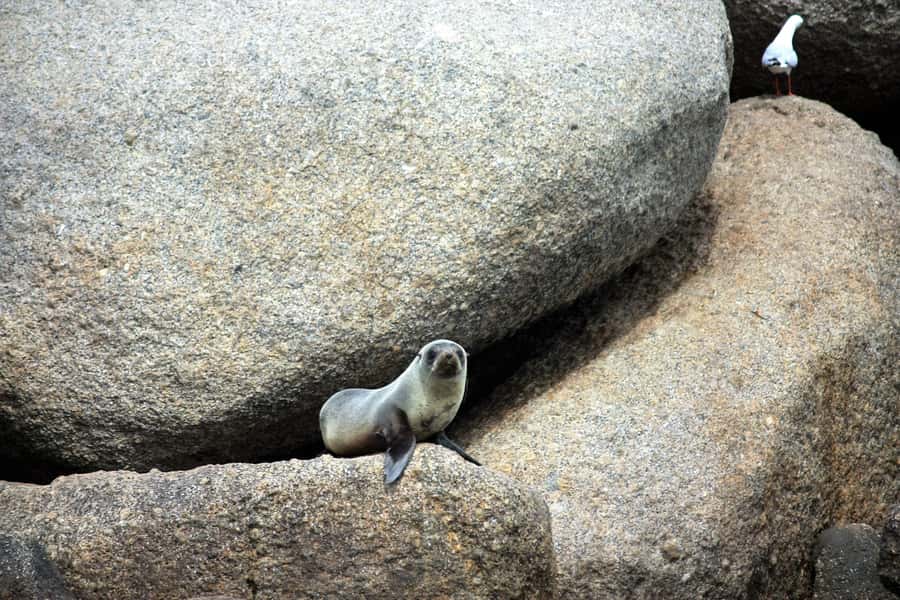 Victor Harbor: Southern Ocean Adventure Cruise with Guide - Price and value: why $56 can feel fair for 90 minutes at sea