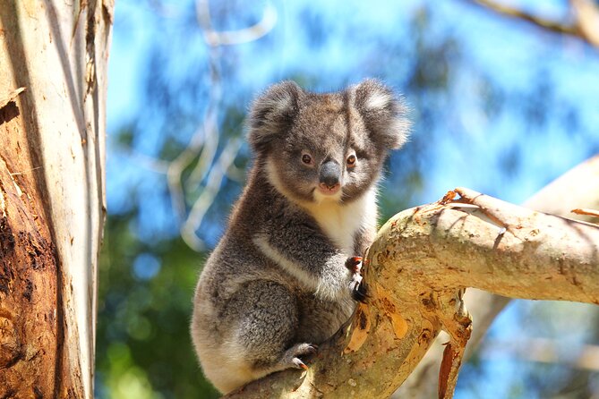 Walk with Wildlife: Guided Tour in Great Ocean Road - Why the price of $42.32 can still feel like good value