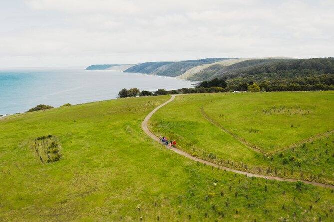 Walk with Wildlife: Guided Tour in Great Ocean Road - Who should book this Great Otway wildlife walk?