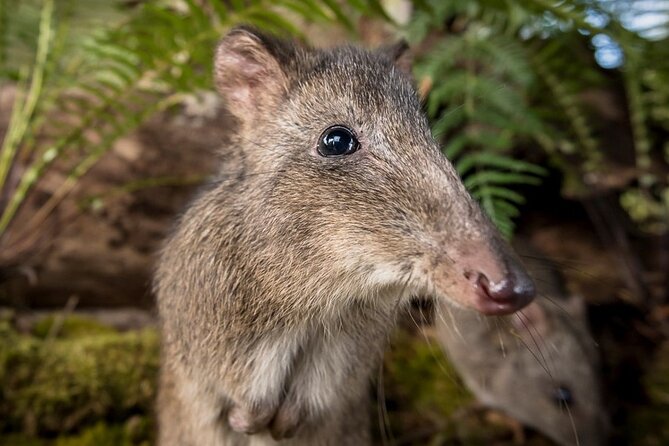 Walk with Wildlife: Guided Tour in Great Ocean Road - Practical logistics that affect your experience