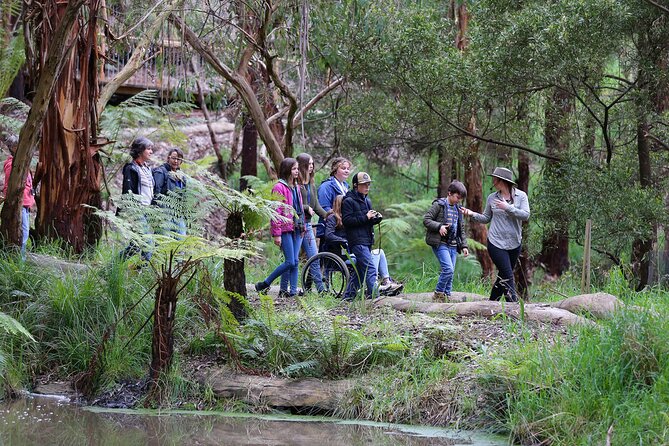 Walk with Wildlife: Guided Tour in Great Ocean Road - Entering the 1.4 km all-abilities trail through Otways habitats