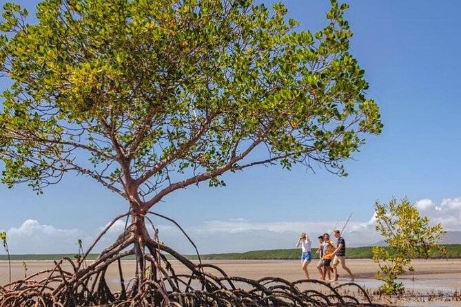 Walkabout Cultural Adventures - Ngana Julaymba Dungay Full Day - Port Douglas to the Daintree: what this full day feels like