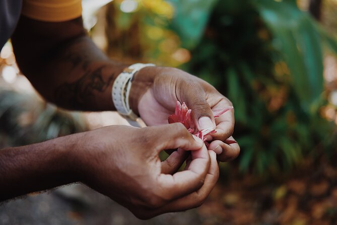 Walkabout Cultural Adventures - Ngana Julaymba Dungay Full Day - Mossman Gorge Cultural Centre: your first guided rainforest walk