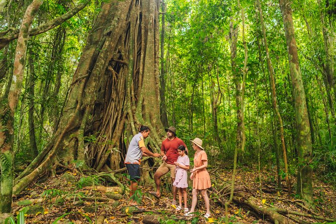 Walkabout Cultural Adventures - Ngana Julaymba Dungay Full Day - Daintree region and the rainforest walk: the world’s oldest living context