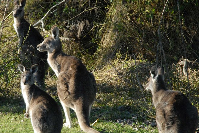 Walking with Wild Kangaroos Private Half-Day Trip from Sydney - From Sydney to real kangaroo country in a few hours