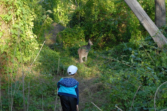 Walking with Wild Kangaroos Private Half-Day Trip from Sydney - Native birds are part of the safari, not an afterthought