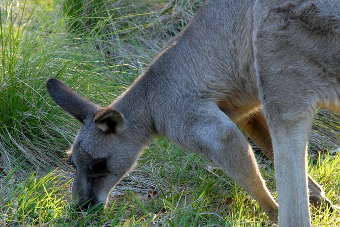 Walking with Wild Kangaroos Private Half-Day Trip from Sydney - Price and value: what $268.97 per person really covers