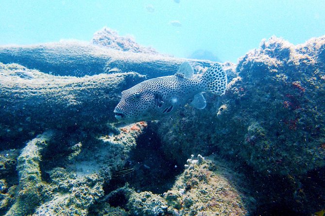 Wave Break Island Scuba Diving on the Gold Coast - Key highlights worth your attention