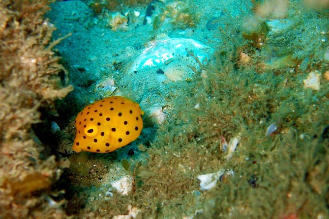 Wave Break Island Scuba Diving on the Gold Coast - Certified options: solo freedom, but confirm your plan