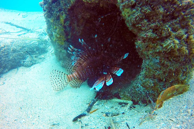 Wave Break Island Scuba Diving on the Gold Coast - Price and value at $87.46: what you get for your money