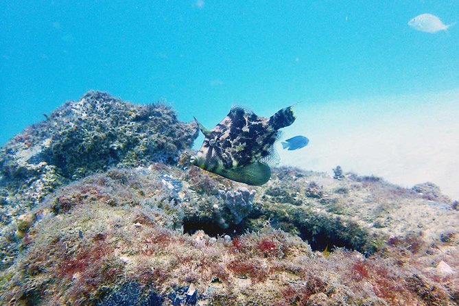 Wave Break Island Scuba Diving on the Gold Coast - 4 hours, with a smooth route from your hotel
