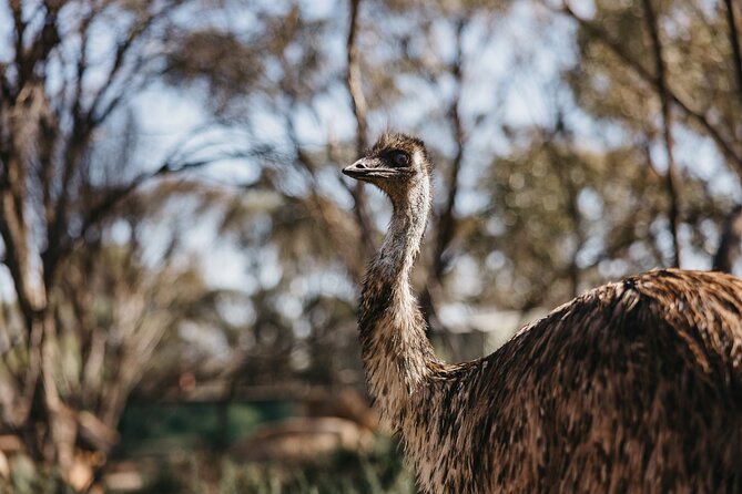 Wave Rock, York and Aboriginal Cultural Day Tour from Perth - Timing in the wildflower months: when September to November helps most