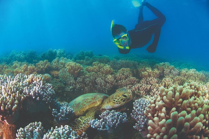 Wavedancer Low Isles Great Barrier Reef Sailing Cruise - Price and logistics at about $190.07 per person, and what you get for it