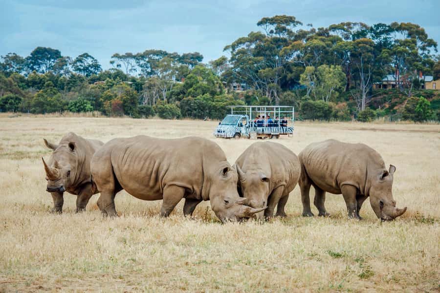 Werribee Open Range Zoo: Entry Ticket - Key highlights worth planning for