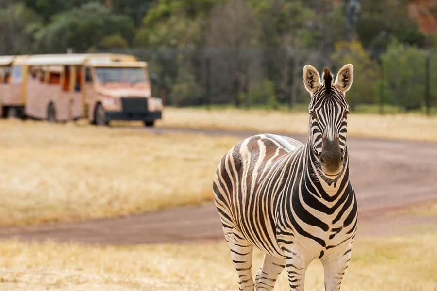 Werribee Open Range Zoo: Entry Ticket - Getting around the zoo without feeling rushed