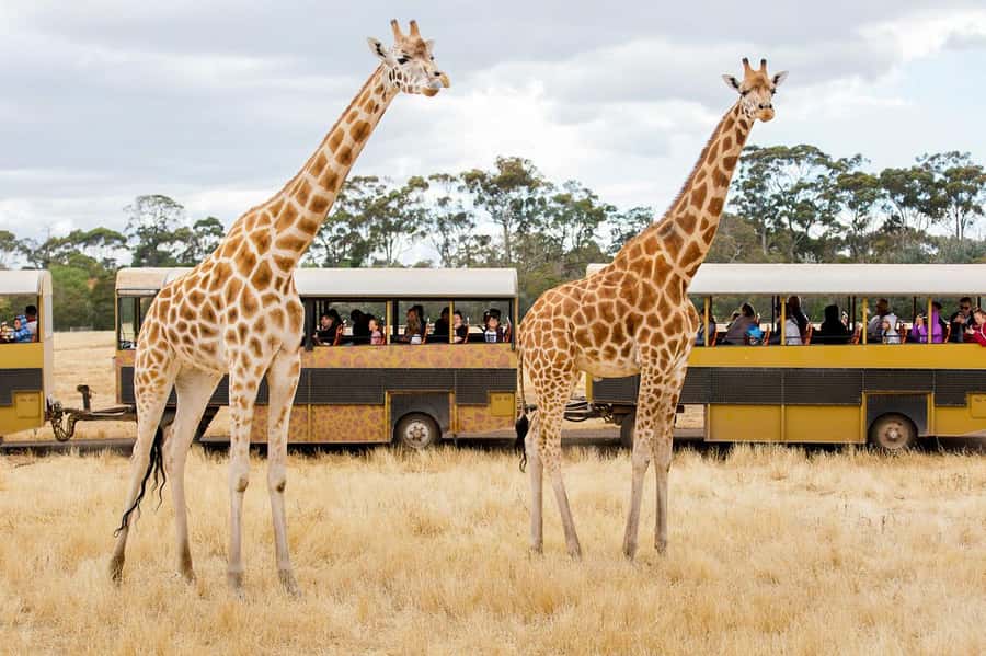 Werribee Open Range Zoo: Entry Ticket - Savanna sightings: rhinos, giraffes, zebras, and the big-cat moment