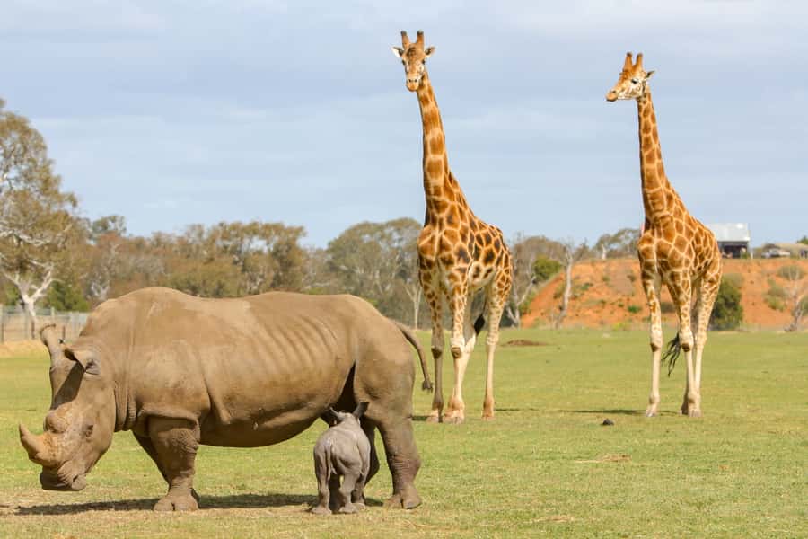 Werribee Open Range Zoo: Entry Ticket - Lions and rhinos: why the open-range setup feels different