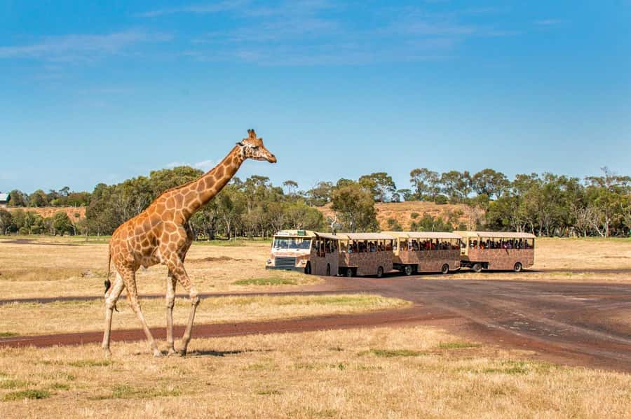 Werribee Open Range Zoo: Entry Ticket - The Australian Journey walk: don’t skip the local wildlife