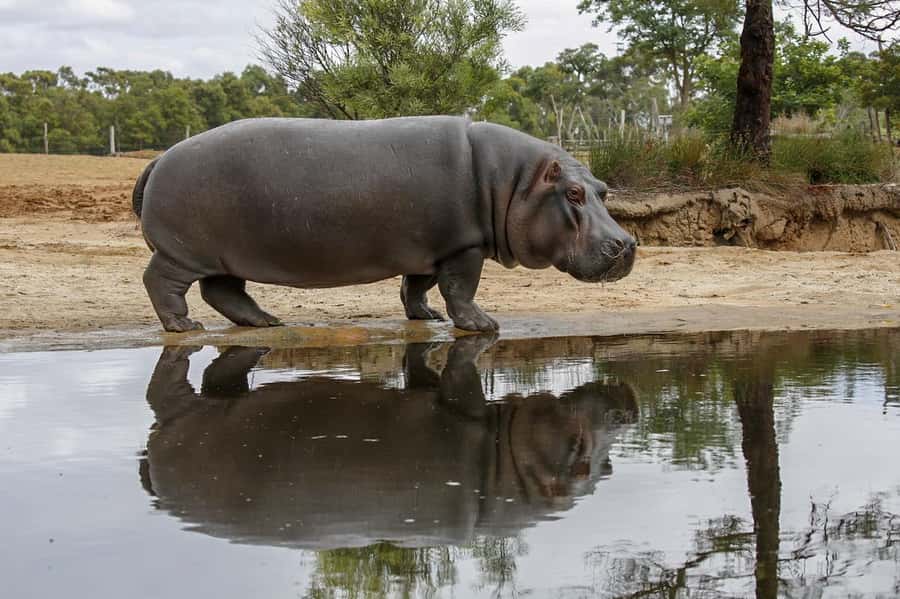 Werribee Open Range Zoo: Entry Ticket - Keeper talks and small moments that add up