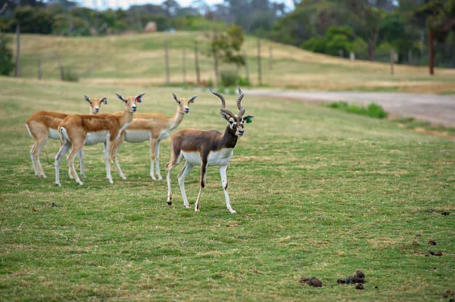 Werribee Open Range Zoo: Entry Ticket - Tickets, value, and what $37 buys you