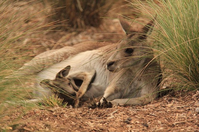 Werribee Open Range Zoo General Admission Ticket - Ticket Value: What You Get for $40.88 (and What You Don’t)