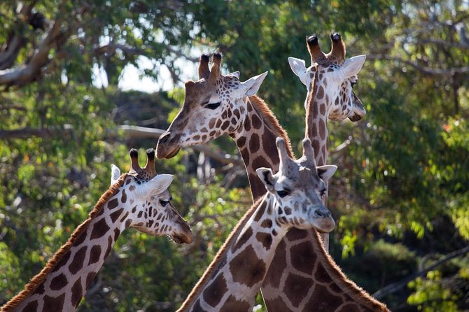 Werribee Open Range Zoo General Admission Ticket - Timing, Crowds, and Weather: How to Make Your 3 Hours Actually Work