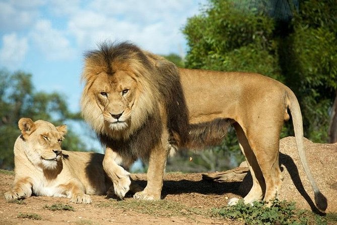 Werribee Open Range Zoo General Admission Ticket - Getting There From Melbourne, plus Food, Comfort, and Practical Tips