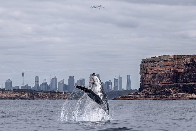Whale Watching Boat Trip in Sydney - Key Things That Make This Whale Trip Worth Your Time