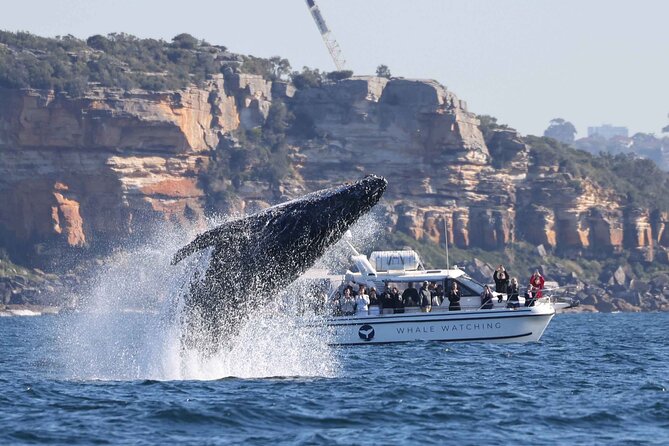 Whale Watching Boat Trip in Sydney - From Darling Harbour to the Open Ocean, Without Wasting Your Time
