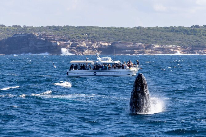 Whale Watching Boat Trip in Sydney - Out Past the Heads: How You Actually Find Humpback Whales