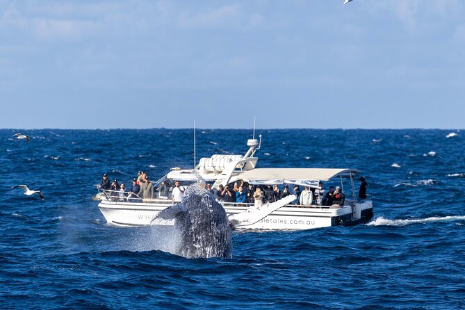 Whale Watching Boat Trip in Sydney - Close-Up Viewing With Respect Built In