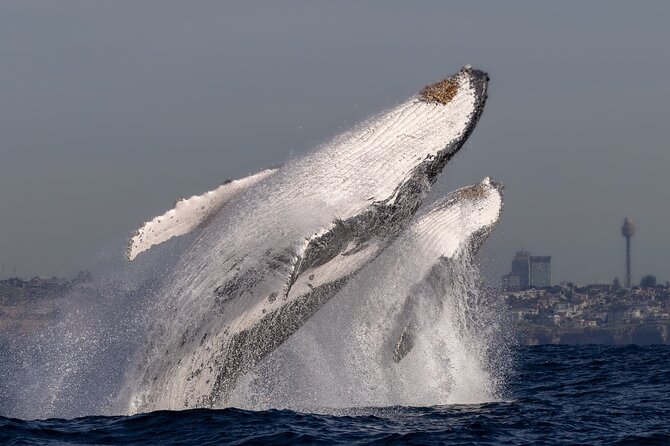 Whale Watching Boat Trip in Sydney - Whale Sighting Guarantee: Your Backup Plan, Explained Simply
