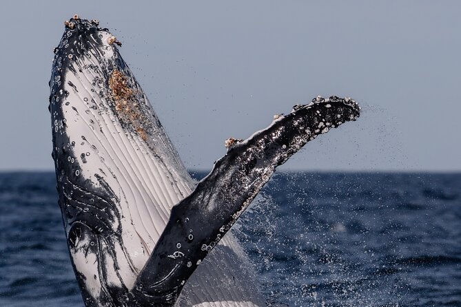 Whale Watching Boat Trip in Sydney - What the Weather Can Do to Your Comfort (And Your Clothes)