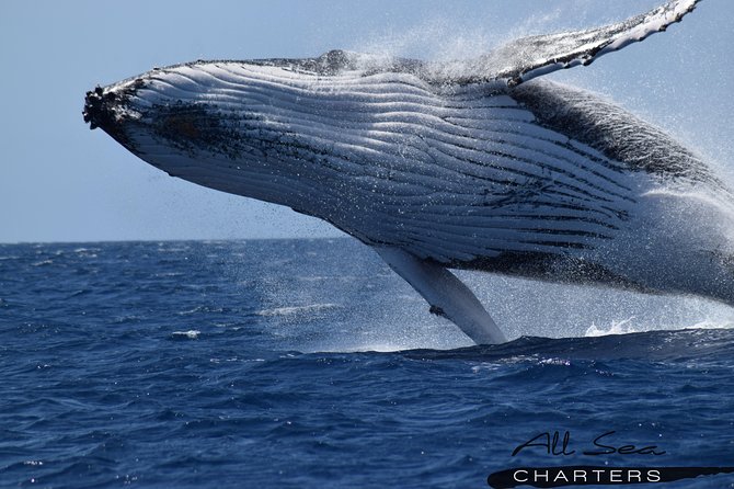 Whale Watching Busselton - Key things I’d circle before you book