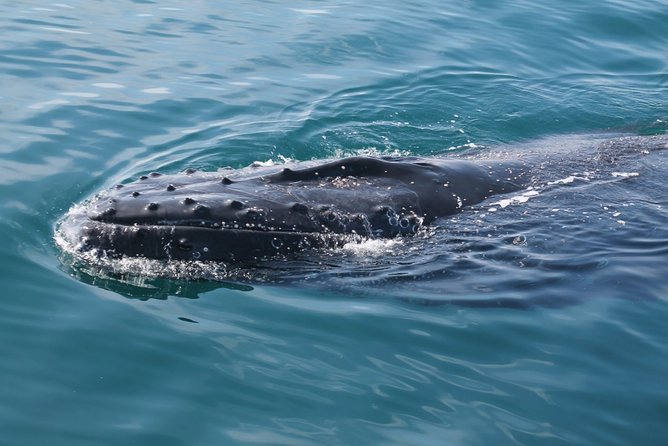 Whale Watching Busselton - The wildlife spotting flow, from canals to open water