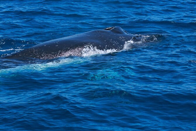 Whale Watching Busselton - The marine biologist guide, and why it changes everything