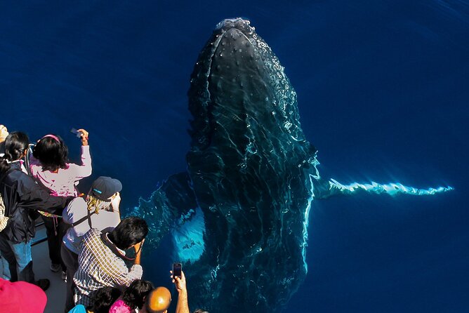 Whale Watching by Sea World Cruises - Spirit of Migaloo II: comfort, views, and onboard tech